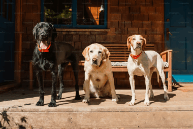 Explore how 5G technology may affect pets, including potential health risks, radiation exposure, and concerns about animal well-being in connected environments.