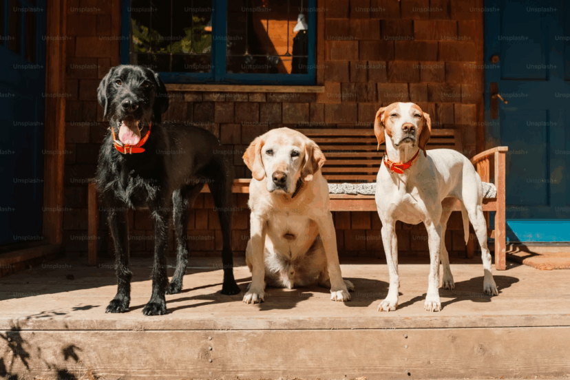 Explore how 5G technology may affect pets, including potential health risks, radiation exposure, and concerns about animal well-being in connected environments.