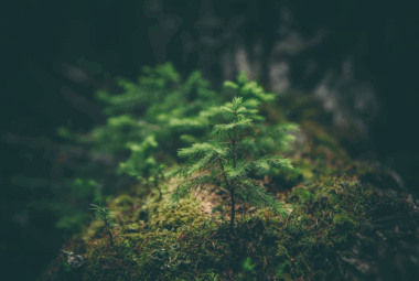 5G and the Environment