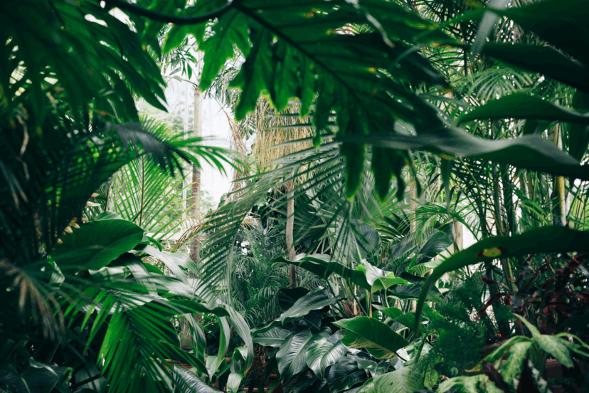 5G Harm Plants